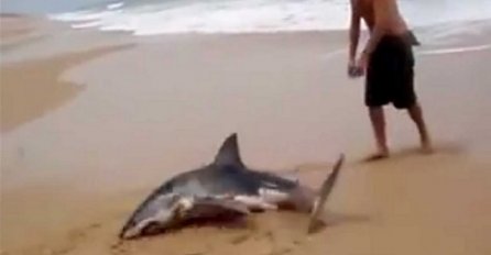 Ajkula se nasukala na plažu, a ono što je ovaj čovjek uradio zahtjeva mnogo hrabrosti (VIDEO)