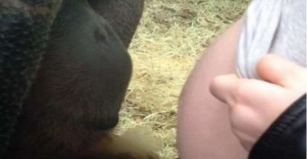 Snimak koji je dirnuo svijet: Pogledajte šta je majmun uradio na stomaku trudnice (VIDEO)
