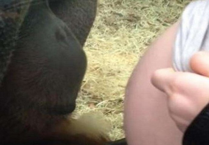 Snimak koji je dirnuo svijet: Pogledajte šta je majmun uradio na stomaku trudnice (VIDEO)