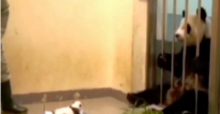 Mama panda prvi put vidi svoju bolesnu bebu, a njezina reakcija će vam rastopiti srce (VIDEO)