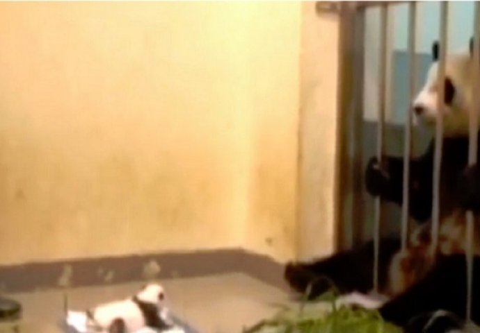 Mama panda prvi put vidi svoju bolesnu bebu, a njezina reakcija će vam rastopiti srce (VIDEO)