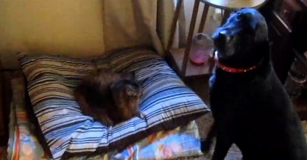 Pas je ugledao kako mu maca leži na krevetu, ali ovakvu reakciju niko nije očekivao (VIDEO)