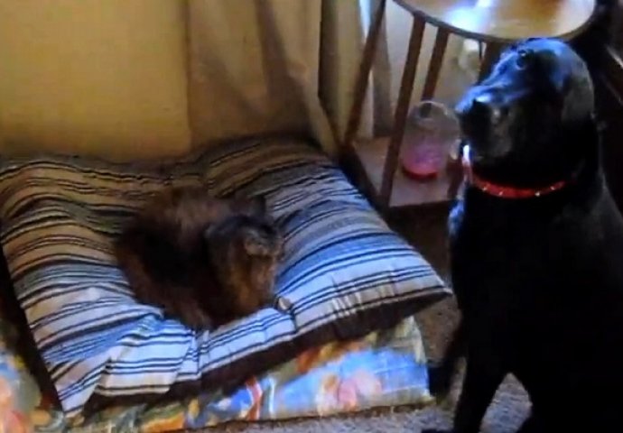 Pas je ugledao kako mu maca leži na krevetu, ali ovakvu reakciju niko nije očekivao (VIDEO)