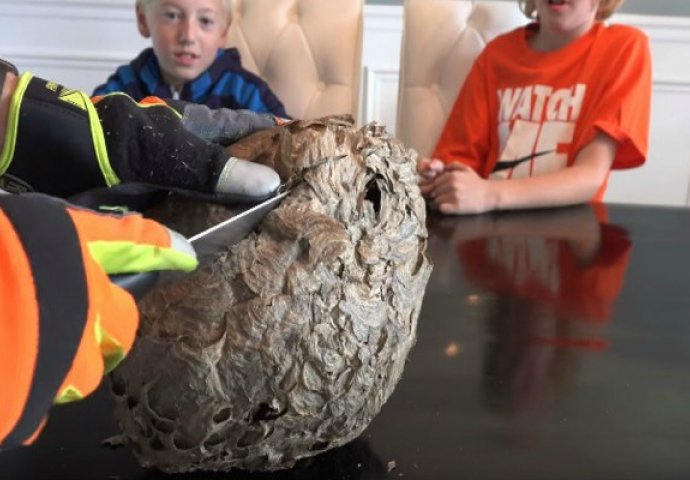 Otvorio je veliko gnijezdo osa, ali ono što je našao je stvarno strašno (VIDEO)