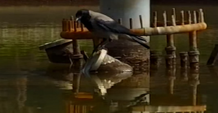 Mislio je da ova vrana jede komad hljeba, no kada je bolje pogledao ostao je u čudu (VIDEO)