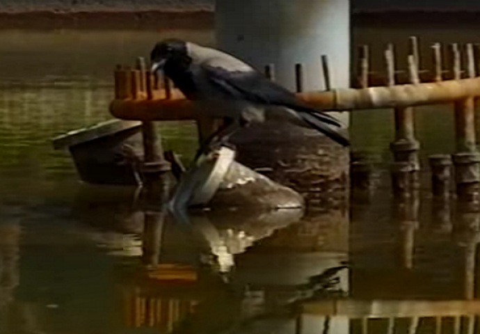 Mislio je da ova vrana jede komad hljeba, no kada je bolje pogledao ostao je u čudu (VIDEO)