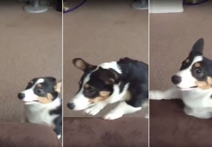 Najveći neprijatelj svih corgija:Preslatki pas pokušao je pokoriti kauč i nije uspio, a rezultat neuspjeha je ovaj urnebesni video