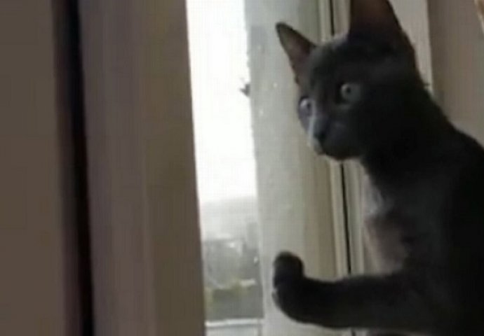 Vidio je snijeg po prvi put u svom životu, reakcija ovog mačića će vam uljepšati dan (VIDEO)