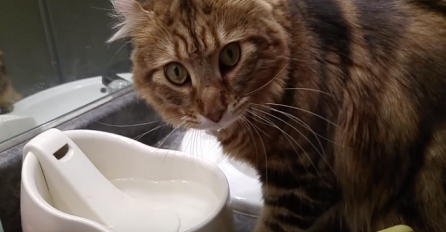 Prije nego što pije vodu ovaj mačak radi nešto neviđeno, ovako nešto nikada niste vidjeli (VIDEO)