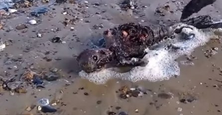 Zastrašujući prizor: Leš sirene isplivao na obalu! (VIDEO)