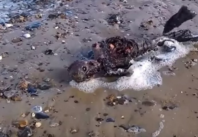 Zastrašujući prizor: Leš sirene isplivao na obalu! (VIDEO)