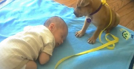 Njezina beba je zaspala, ono što je štene uradilo će vam rastopiti srce (VIDEO)