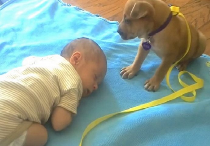 Njezina beba je zaspala, ono što je štene uradilo će vam rastopiti srce (VIDEO)