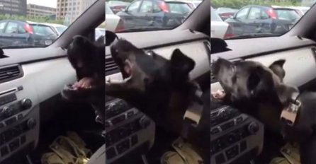 Upalio je klimu u svom automobilu, no reakcija njegovog psa nasmijala je milione (VIDEO)