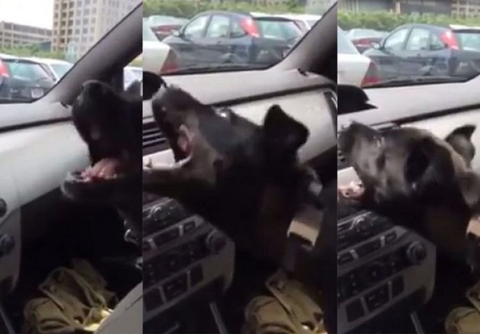 Upalio je klimu u svom automobilu, no reakcija njegovog psa nasmijala je milione (VIDEO)