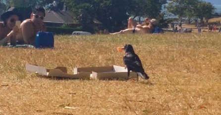 Vrana je u parku pronašla kutiju pizze, ono što je uradila ostavit će vas bez riječi (VIDEO)
