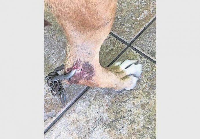 On je lancem probio zadnju nogu psa kako bi ga spriječio od bježanja! (FOTO) 