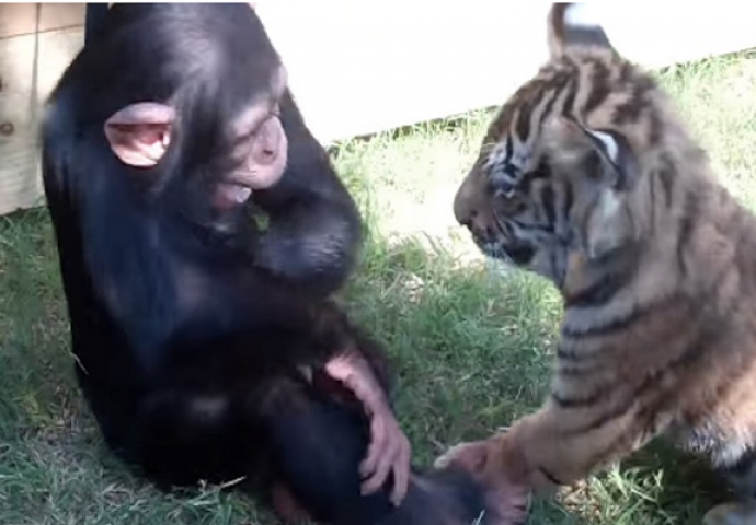 Čipanza, vuk i tigar se prvi put susreću: Njihova reakcija će vam rastopiti srce (VIDEO)