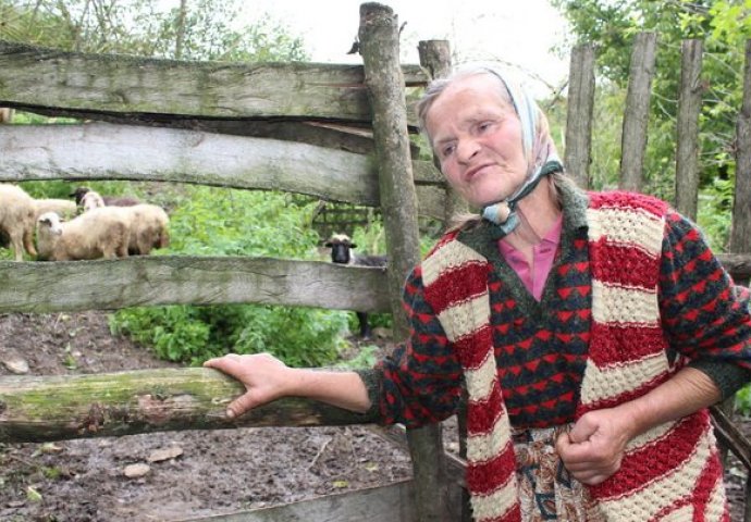 Čajniče: Rahima Hurić izgubila 127 ovaca zbog bolesti "plavi jezik"