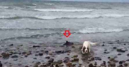 Primjetili su da se njihov pas ponaša čudno na plaži: Kada su mu prišli, imali su šta vidjeti (VIDEO)