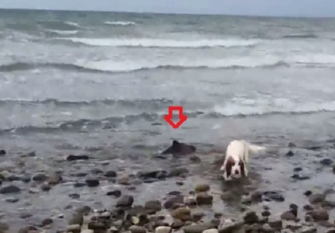 Primjetili su da se njihov pas ponaša čudno na plaži: Kada su mu prišli, imali su šta vidjeti (VIDEO)