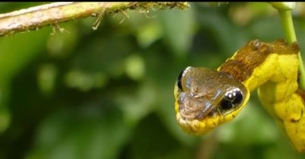 Mislite da je ovo zmija? Istina je mnogo strašnija i ledi krv u žilama (VIDEO) 