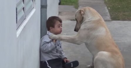 Labrador je prvi put sreo dječaka s Downovim sindromom, njegova reakcija ostavlja bez riječi (VIDEO)
