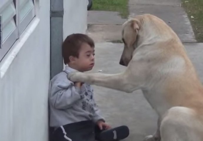 Labrador je prvi put sreo dječaka s Downovim sindromom, njegova reakcija ostavlja bez riječi (VIDEO)