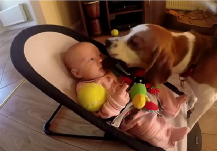 Pas je ukrao bebi igračke, a onda se izvinio na najslađi mogući način (VIDEO)