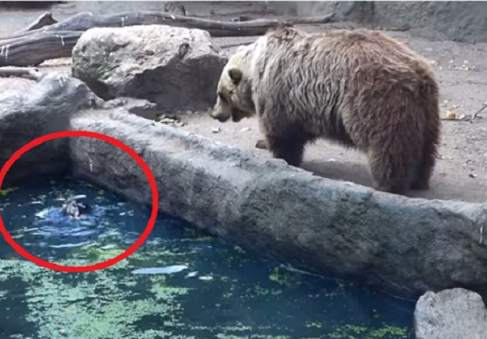 Medvjed je primjetio vranu kako se utapa u vodi, a onda je uradio nešto što niko nije očekivao (VIDEO)