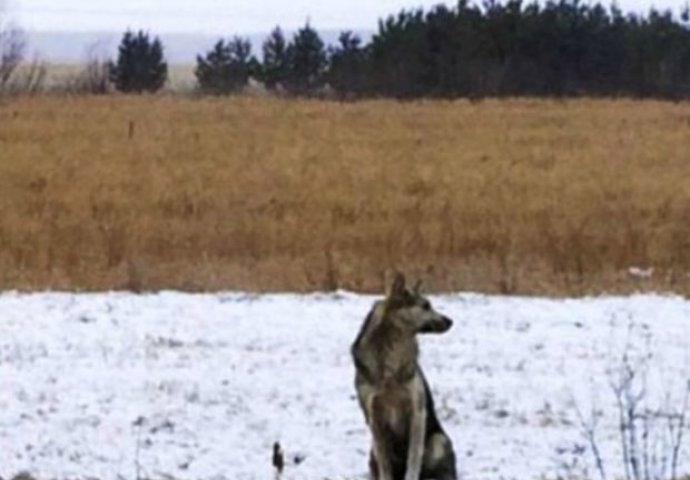 Ovaj pas svakog dana sjedi i čeka na istom mjestu pored ceste: Kada vidite razlog naježit ćete se! 