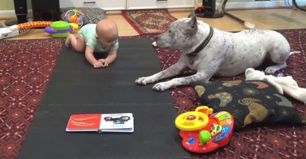 Beba je tek počela puzati, a onda joj je ovaj Pitbull pokazao kako se to radi (VIDEO)