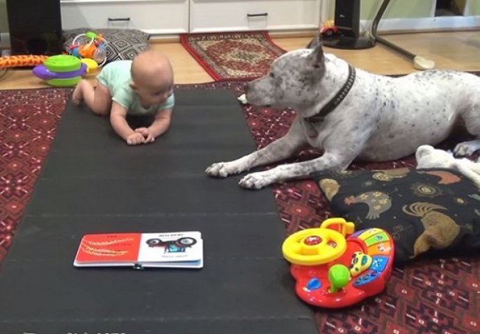 Beba je tek počela puzati, a onda joj je ovaj Pitbull pokazao kako se to radi (VIDEO)