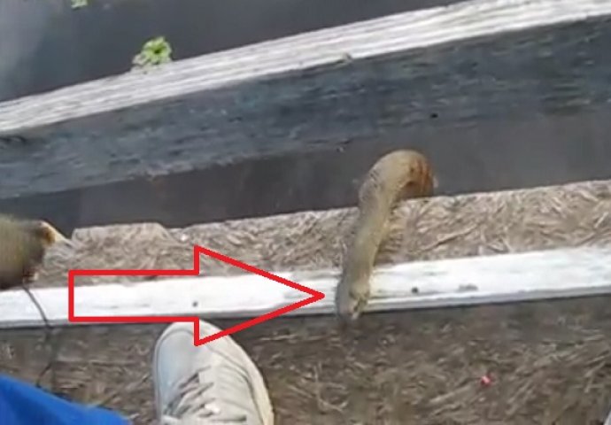 Vodena zmija isplovila iz bare kako bi pojela ribu iz ruku starijeg čovjeka (VIDEO)