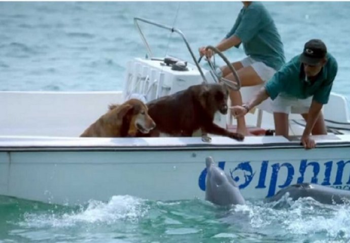 Kada se delfin približio čamcu, nisu imali pojma da će uraditi ovo (VIDEO)