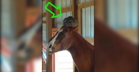Ušla je u štalu da provjeri šta konj radi, a onda je primjetila nešto neobično na njegovoj glavi (VIDEO)