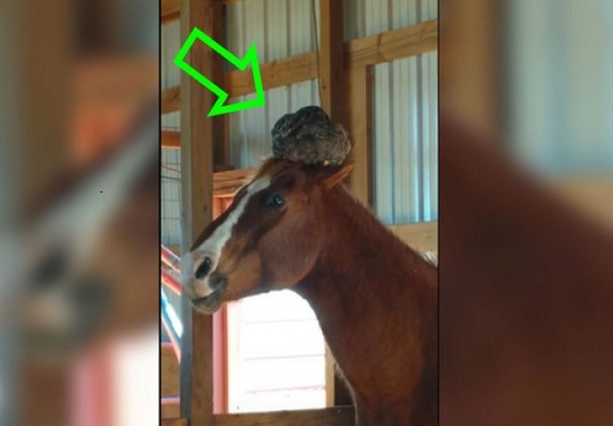Ušla je u štalu da provjeri šta konj radi, a onda je primjetila nešto neobično na njegovoj glavi (VIDEO)