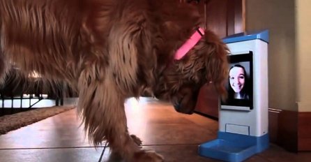 Ostavila je psa nekoliko dana kod kuće: Kada vidite šta se dogodilo u kući, oduševit ćete se (VIDEO)