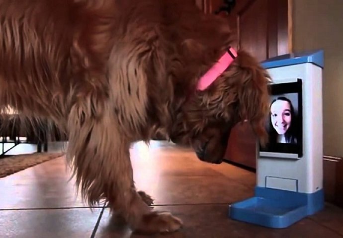 Ostavila je psa nekoliko dana kod kuće: Kada vidite šta se dogodilo u kući, oduševit ćete se (VIDEO)