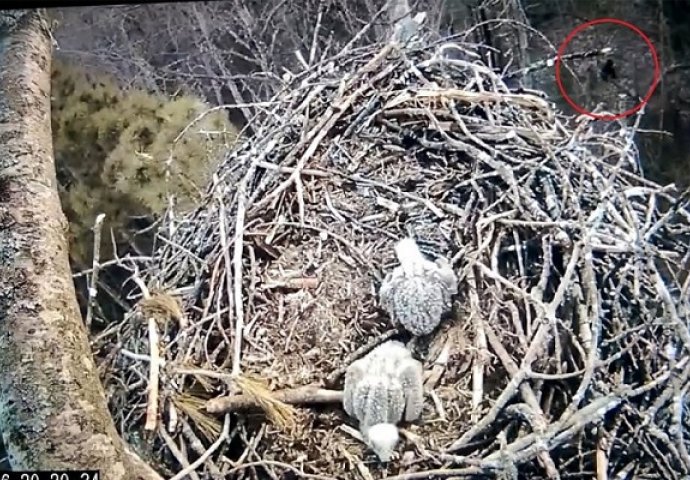 Snimali su ptiće orla u gnijezdu, a onda je kamera slučajno uhvatila nešto zastrašujuće (VIDEO)