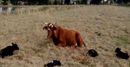 Čudesno: Kada je farmer vidio koliko teladi je krava otelila, nije mogao vjerovati očima (VIDEO)