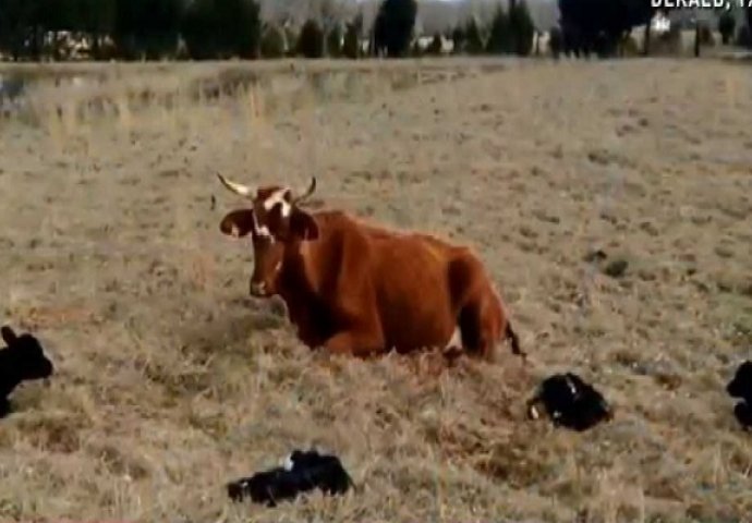 Čudesno: Kada je farmer vidio koliko teladi je krava otelila, nije mogao vjerovati očima (VIDEO)