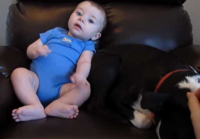 Oplakat ćete od smijeha: Pogledajte kako je beba otjerala psa sa fotelje (VIDEO)