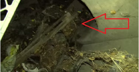 Godinama niko nije zavirio u ovaj šaht, nećete vjerovati šta su pronašli dolje (VIDEO)