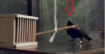 Nevjerovatan eksperiment koji dokazuje da su vrane jedne od najpametnijih životinja na svijetu (VIDEO)