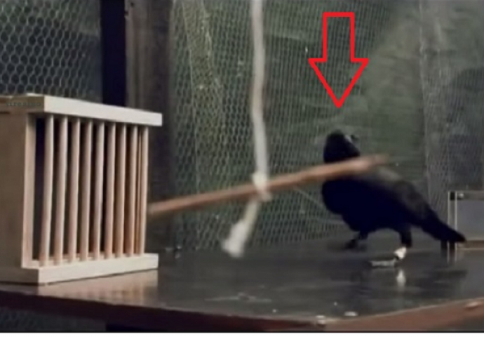 Nevjerovatan eksperiment koji dokazuje da su vrane jedne od najpametnijih životinja na svijetu (VIDEO)