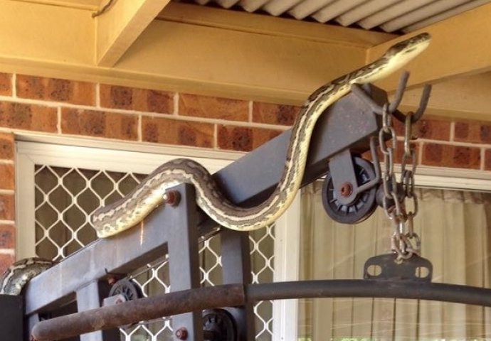 Ove zmije vole ljudsku blizinu: Neobična zmijska skrovišta zbog kojih ćete znati da nigdje niste sigurni od njih