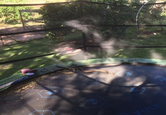 Ove zmije vole ljudsku blizinu: Neobična zmijska skrovišta zbog kojih ćete znati da nigdje niste sigurni od njih