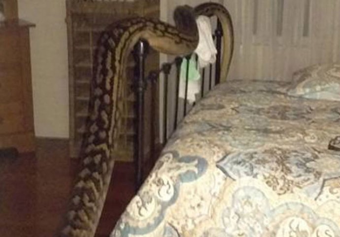 Ove zmije vole ljudsku blizinu: Neobična zmijska skrovišta zbog kojih ćete znati da nigdje niste sigurni od njih