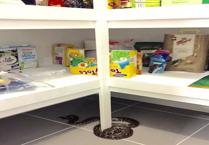 Ove zmije vole ljudsku blizinu: Neobična zmijska skrovišta zbog kojih ćete znati da nigdje niste sigurni od njih